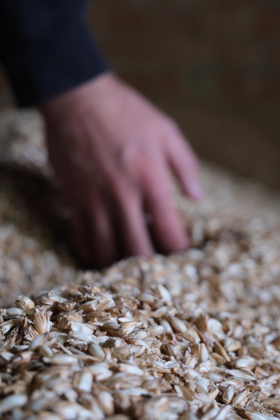 Einstreupellets aus Dinkelspelzen